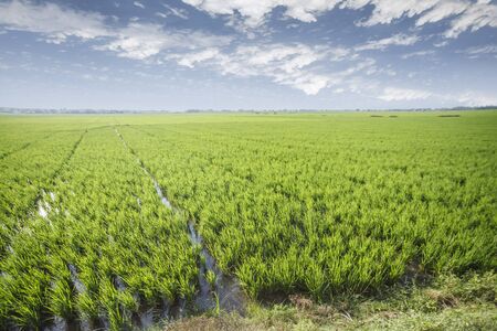 Rice field green grass blue sky cloud cloudy landscape backgroundの写真素材