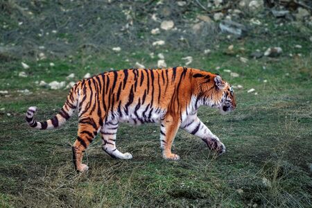 Amur or Ussuri tiger on the grass. The northernmost and largest tiger. It is listed in the Red Book of the International Union for Conservation of Nature since it is an endangered species.の写真素材