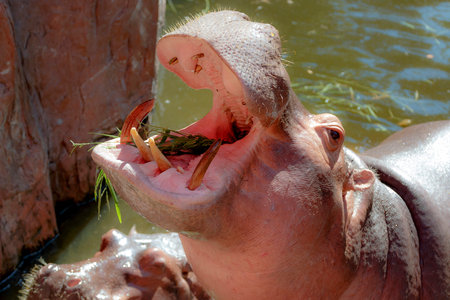 Hippopotamus (Hippopotamus amphibius) with open mouth