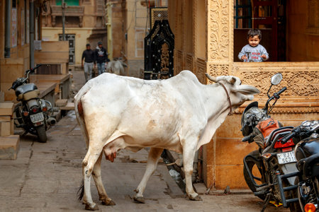 Jaisalmer India, January 6, 2020: A cow on a city street is interested in a child boy at the window.
