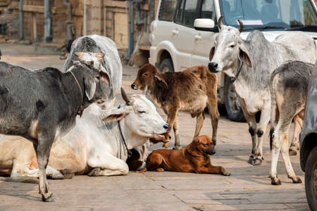 Jaisalmer India - January 2020: A sacred cow sits on the street of the old city surrounded by other cows and stray dogs.の写真素材