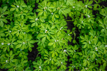 Fenugreek plant in field. Green Fenugreek. Fresh green fenugreek leavesの写真素材