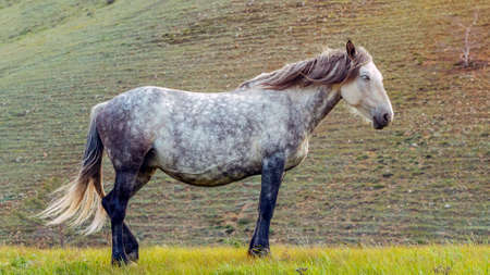 gray arabian horse in autumn fieldの写真素材