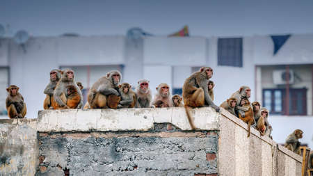 A large group of monkeys crowded on the roof of a building in Indiaの素材 [FY310165926484]