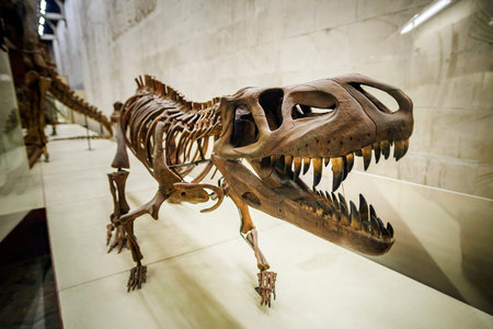 The skeleton of a tyrannosaurus rex with an open toothy mouth on a stand in a museum