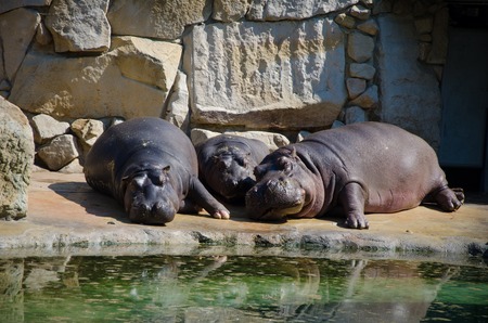 Hippos sleepingの写真素材
