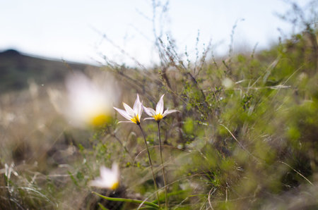 Spring snowdrops. A lot of beautiful snowdrop flowers in nature. Group of Snowdrop flowers blooming in sunny spring day.の写真素材