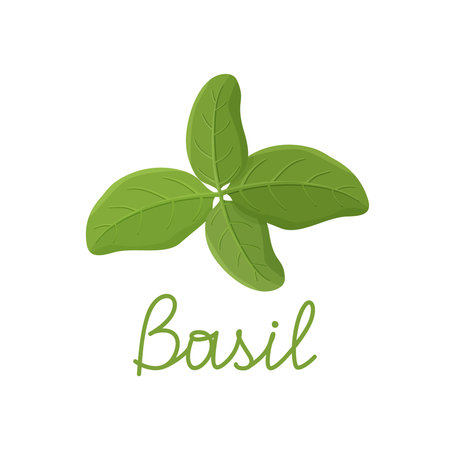 Fresh green basil leaves on white background. Cartoon hand drawn flat illustration for food and cooking. Isolated branch with lettering title. Symbol of Italian cuisine and spicesのイラスト素材