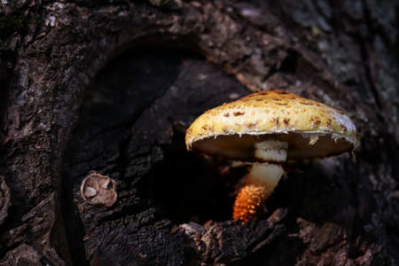 Red toadstool grows on tree. Closeup of inedible mushroom with large cap on textured bark. Horizontal background, banner, poster with copy space. Template for eco orgainic design. Wild nature, forestの写真素材