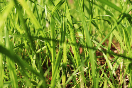 Green grass. Closeup of summer lawn, blade of grass. Horizontal background, banner, poster. Template...