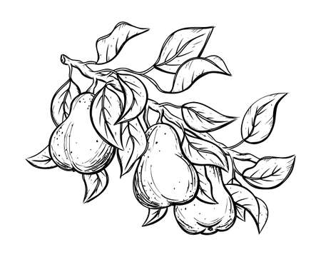 Part of pear tree with three hanging fruits and leaves. Black linear sketch. Botanic print, poster, element for farm product, packaging design. Graphic isolated vector illustration, white backgroundのイラスト素材
