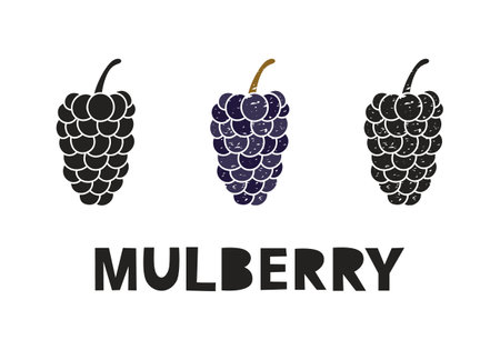 Mulberry, silhouette icons set with lettering. Imitation of stamp, print with scuffs. Simple black shape and color vector illustration. Hand drawn isolated elements on white backgroundのイラスト素材
