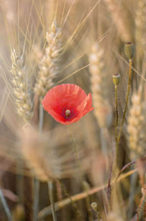 Poppies in the fieldの写真素材