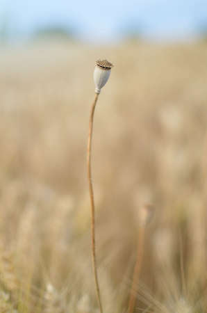 Popppies in the fieldの写真素材
