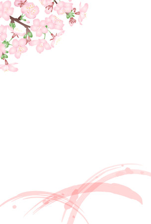 Japanese-style vector illustration of three-dimensional gradation cherry blossoms and pink brushstrokes on a white background. Vertical type postcard size.のイラスト素材