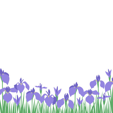 Vector illustration of a landscape with blooming purple irises in perspective view. Square format, perfect for floral and nature-themed designs.のイラスト素材