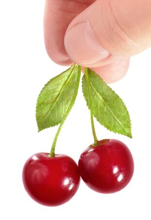 Cherry on white background  Fingers keeps the berries の写真素材