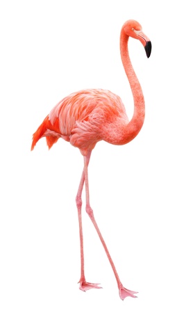 Bird flamingo walking on a white backgroundの写真素材