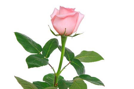 Flower rose on a white backgroundの写真素材