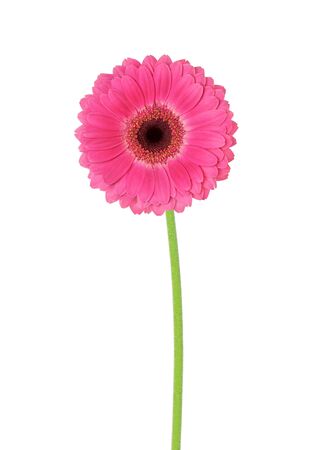 flower gerbera on a white backgroundの写真素材