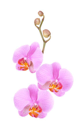 flowers orchid on a white backgroundの写真素材