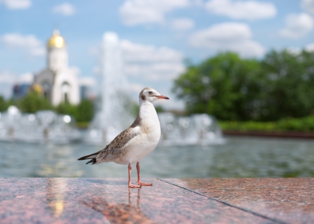 Bird seagull in a city park  Russia, Moscow, Poklonnaya hill の写真素材