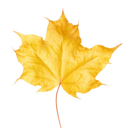 Yellow maple leaf on white backgroundの写真素材