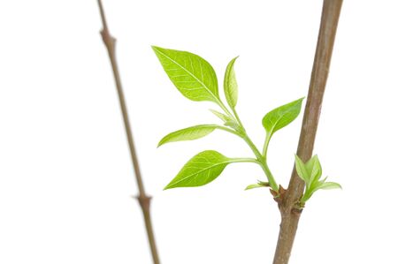 Leaves and branches on a white backgroundの写真素材