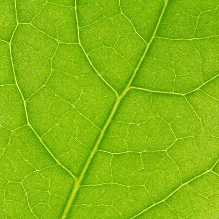 green leaf, fragmentの写真素材