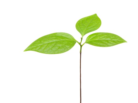 sapling with the leaves on a white backgroundの写真素材