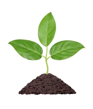 Plant with green leaves growing from a handful of earth on a white backgroundの写真素材