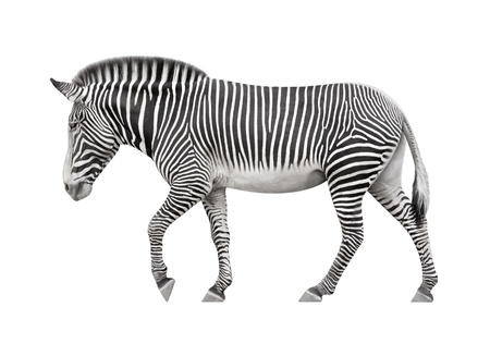 zebra walking on a white backgroundの写真素材