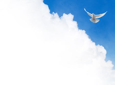 White dove flying in the skyの写真素材