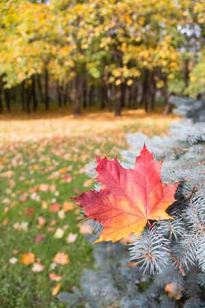 Autumn leaf on a branch of spruceの写真素材