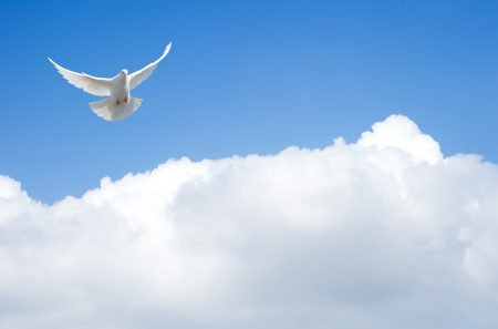 White dove flying in the skyの写真素材