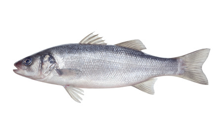 fish seabass Isolated on the white backgroundの写真素材