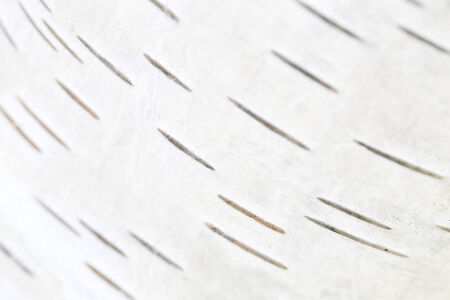 birch bark, natural backgroundの写真素材