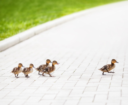 Ducklings go across the road Ducklings go across the road
