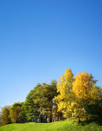 autumn trees against the blue skyの写真素材