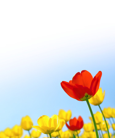 Tulips red and yellow against the blue skyの写真素材