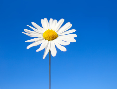 daisy on a background of blue skyの写真素材