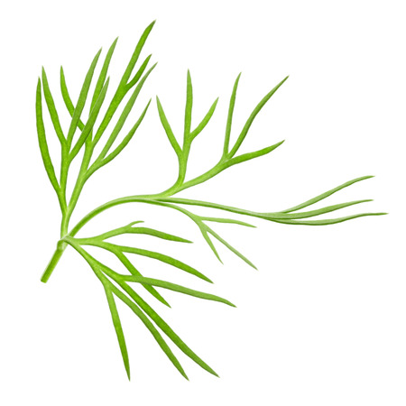 dill isolated on a white backgroundの写真素材