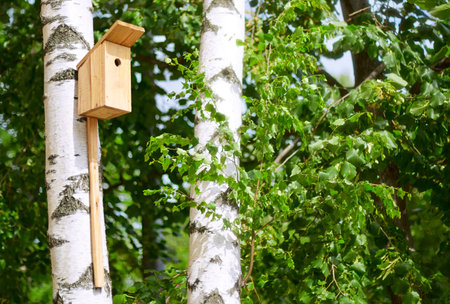 nesting box in a tree in the parkの写真素材