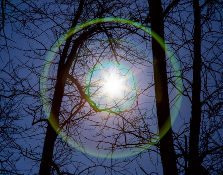 sun or another star shines through the trees with lens flareの写真素材
