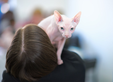 hairless sphynx cat on the shoulder of the hairy ownerの写真素材
