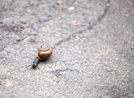 Snail crawling on the road leaving a trailの写真素材