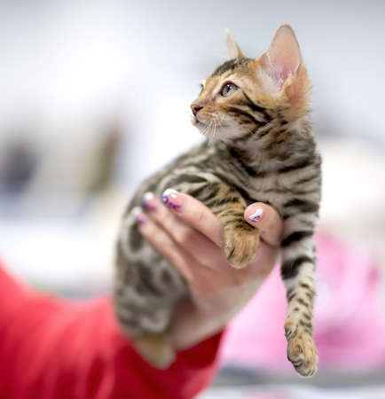 kitten in a female hand looking somewhere upの写真素材