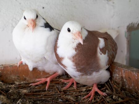 Two young pigeons in the nestの写真素材