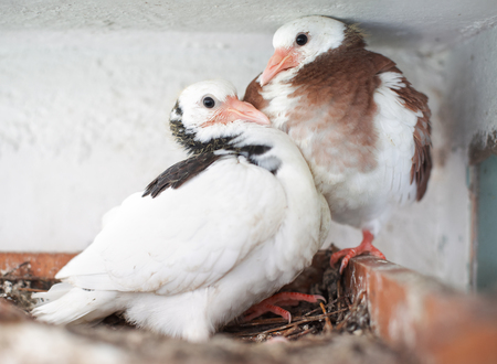 Two young pigeons in the nestの写真素材