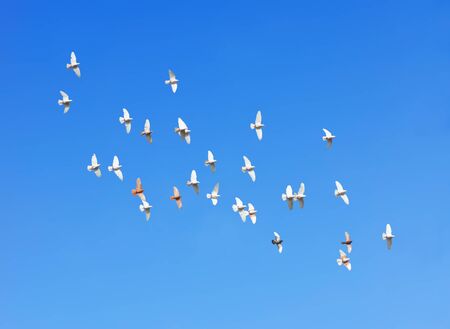 flock of pigeons flying in blue skyの写真素材